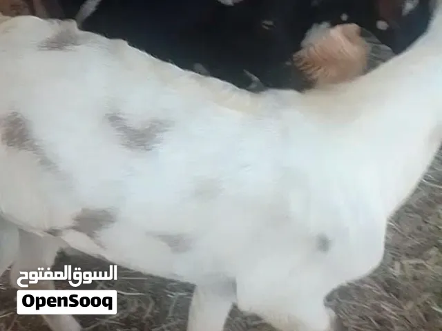 للبيع تيوسه ضفاريات سمان فول