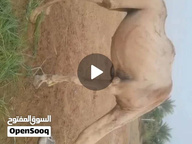 ناقه للبيع باطنيه