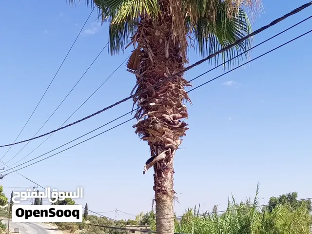 نخلة من نوع ويشطن 5متر تقديري