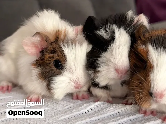 Baby guinea pigs (2 males 5 females) 2000 for all