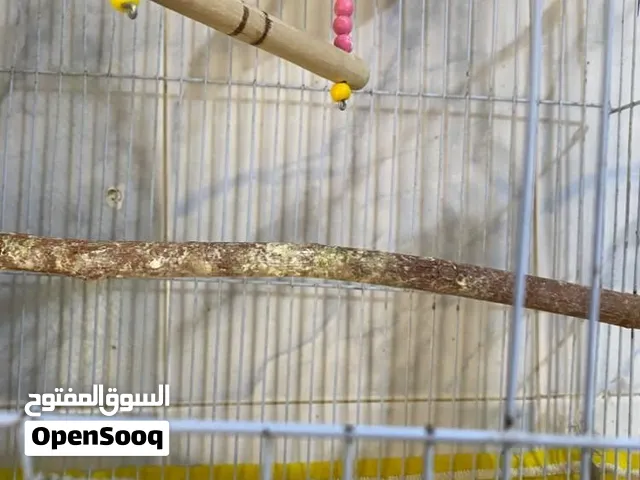 ببغاء روز اقرا الوصف مهم
