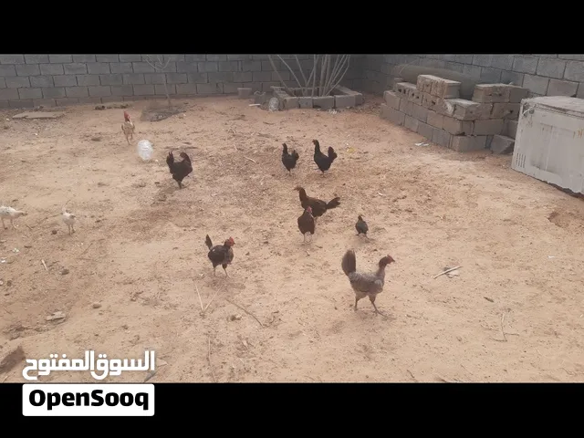 عدد 7 دجاجات للبيع مع بعض
