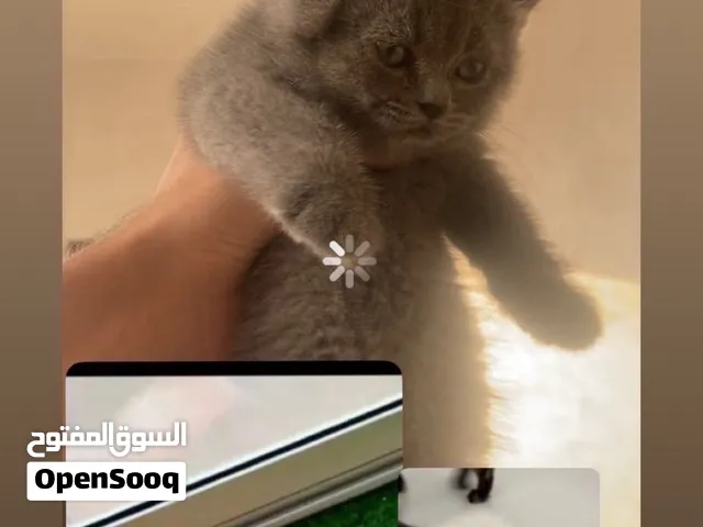 قطط همالايا