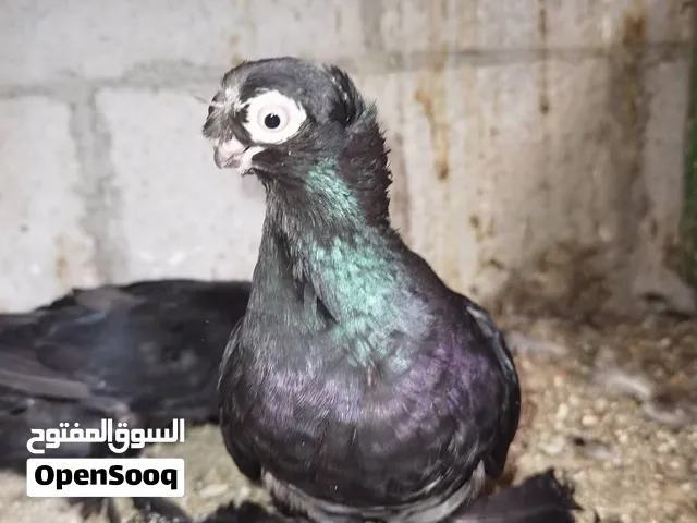 موجود زبل حمام للبيع  المفرق ثغره الجب