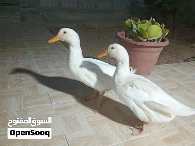 بط عمرهم من ثمن لسبع اشهر