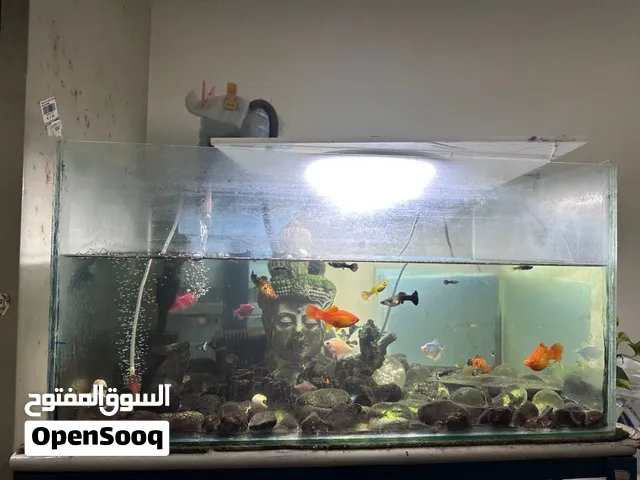 Fish and fish tank sale