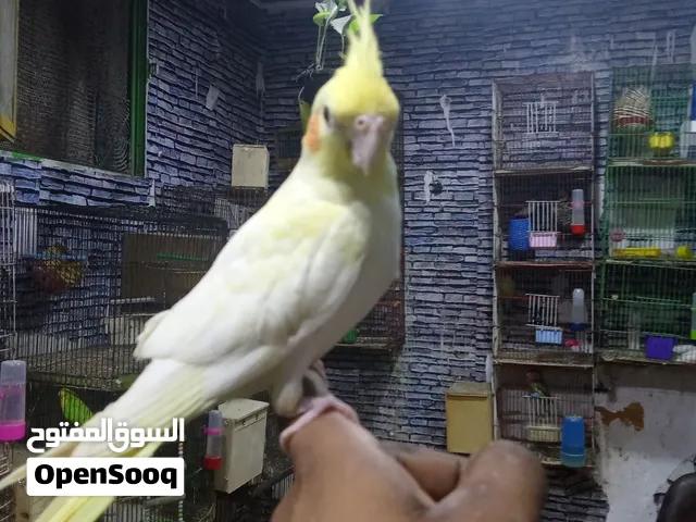 كوكتيل لاتيني هادئ جدا أمن مع الاطفال لايوجد عض نهائي بيحب اللعب