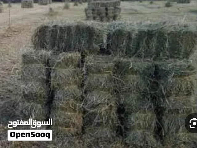 برايد حشيش تربيط اليوم