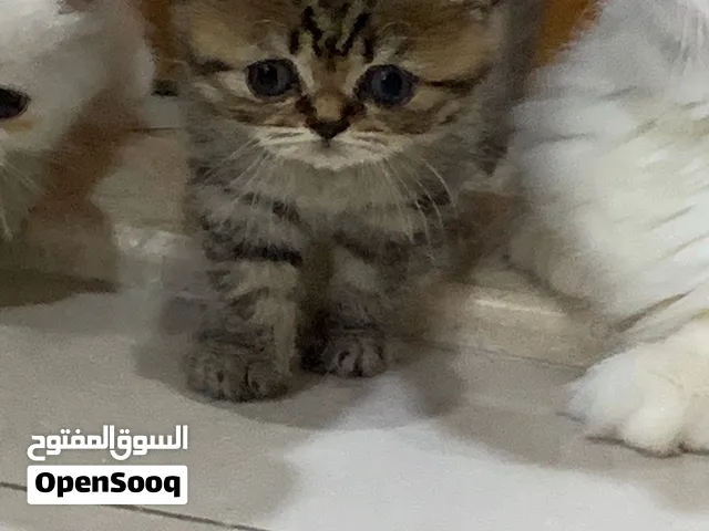 سكوتش 2 عدد رمادي ونمر