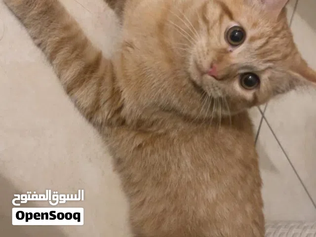 Kitten for adoption