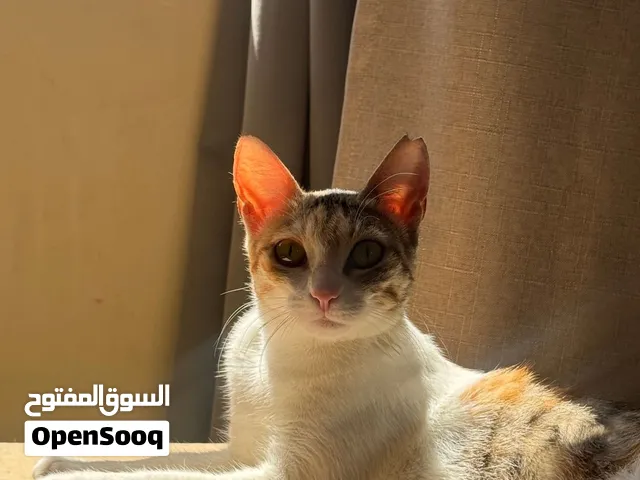 قطة منزل للتبني