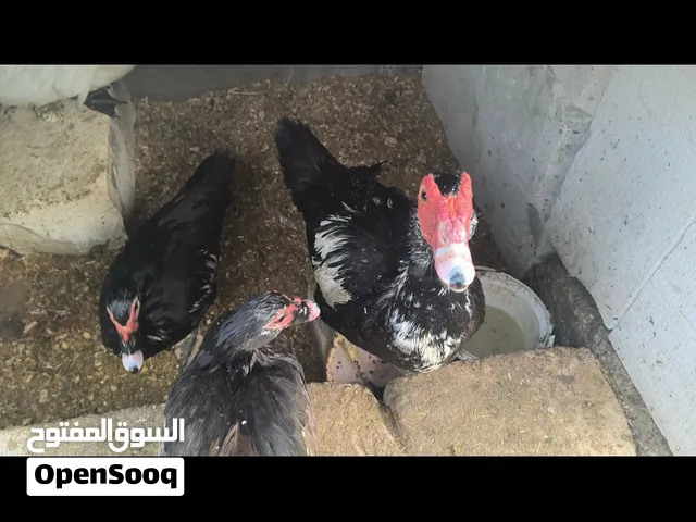 بشوش مصريات بياضات.. ...    .... ...   .... ..... ...