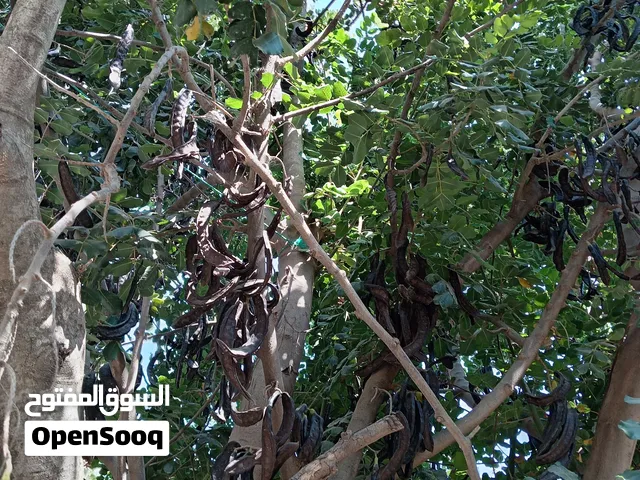 خروب حلو لعمل دبس الخروب