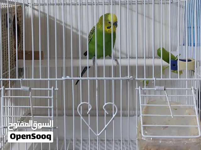 Male parrot with cage
