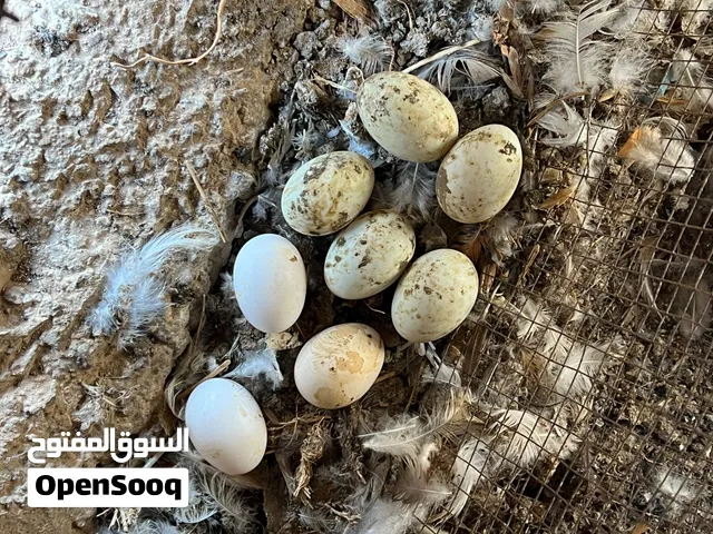 بط بلدي وشرشيري للبيع