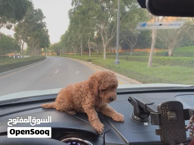 توي بودل اكس سمول