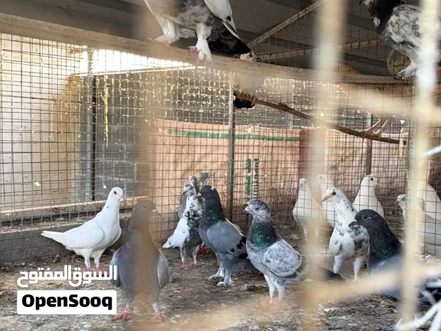 للبيع حمام