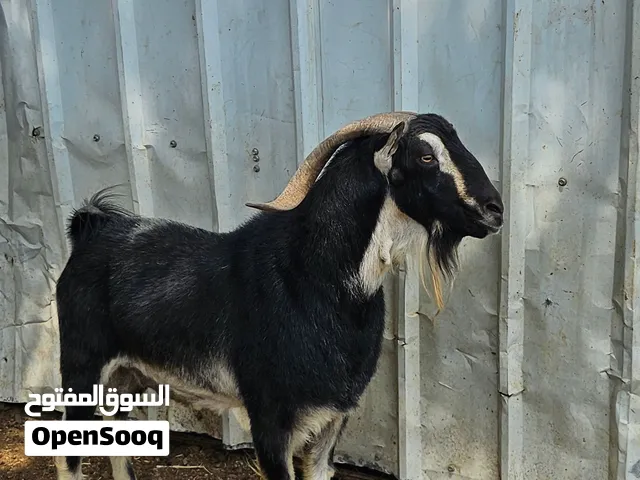 تيس من سلالة الحو