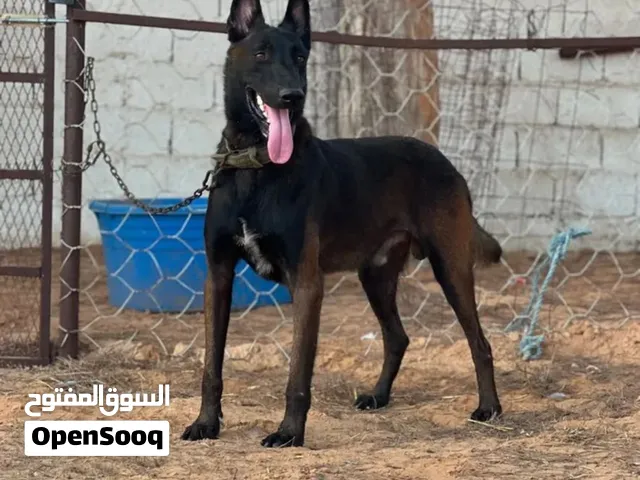 مطلوب كلب ملينوا شراسه وبسعر كويس