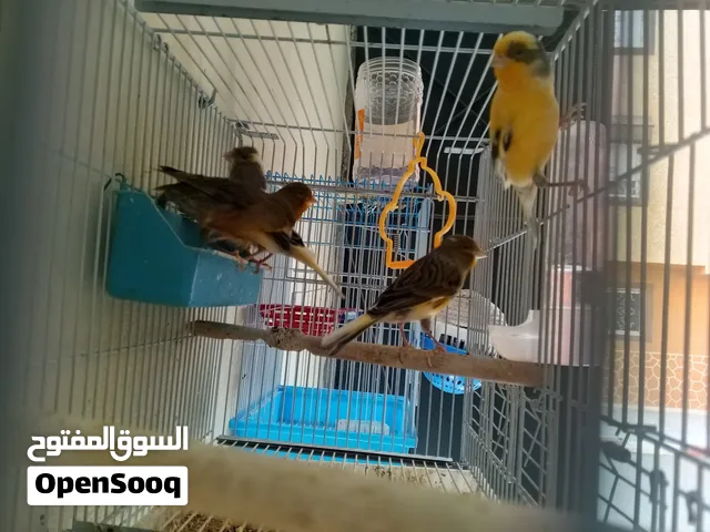 طيور الكناري