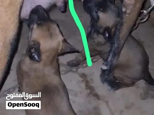 Malinois charbonner