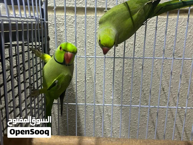 ببغاء الدره