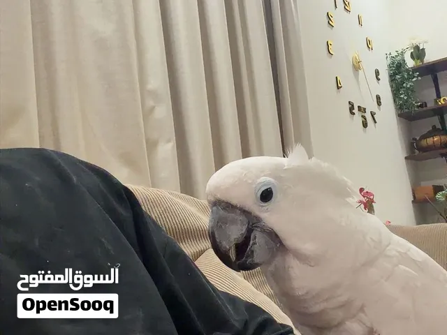 كوكاتو امبريلا