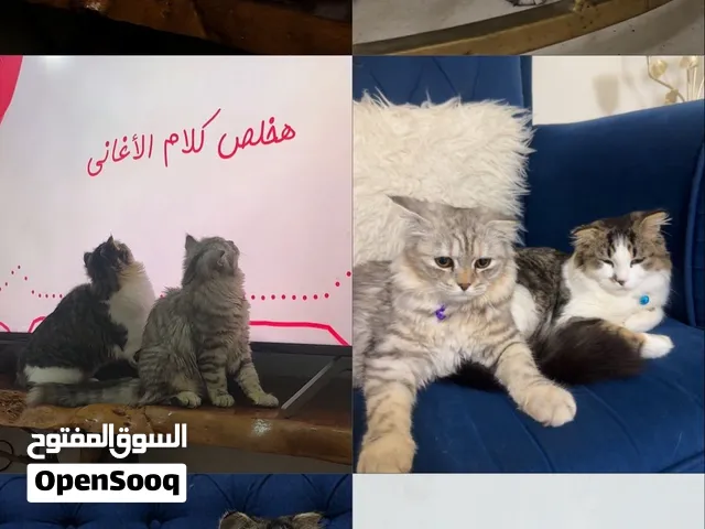 قطط سكوتش فولد مكس وسكوتش ستريت للبيع متوفر قطط جميلة ونظيفة، مناسبة للتربية في البيت .