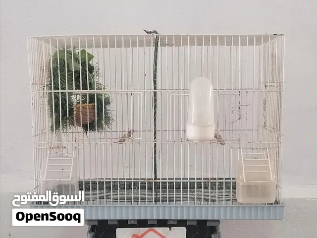 قفص حضان نظيف
