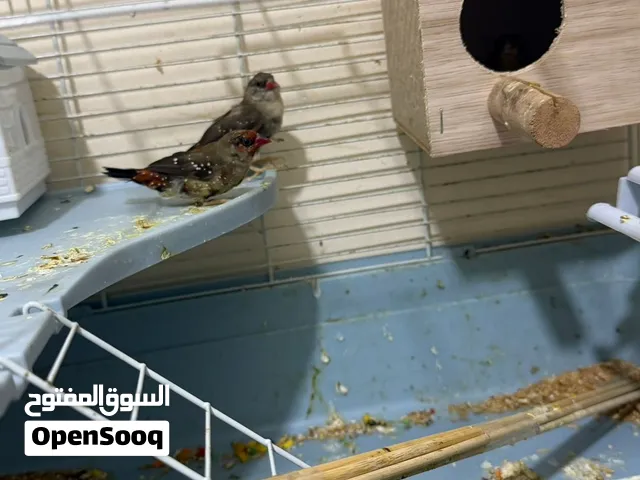 عصافير فرواله 250