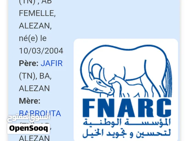 فرص ورقة كاملة
