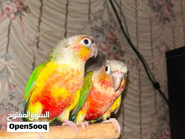 للبيع كنيورين بايميل الحبه على 500 طيور طفره جميله أليف له خاطر خاص