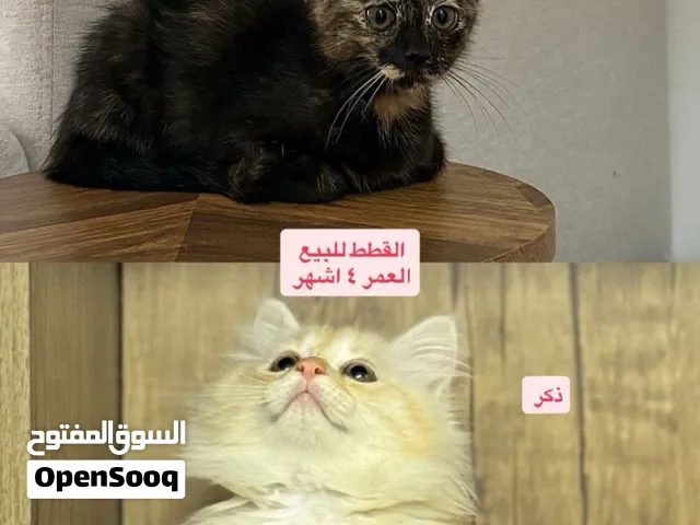 قطط للبيع أليفة