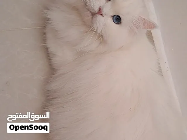 Sterilized Persian Long hair for Adoption
