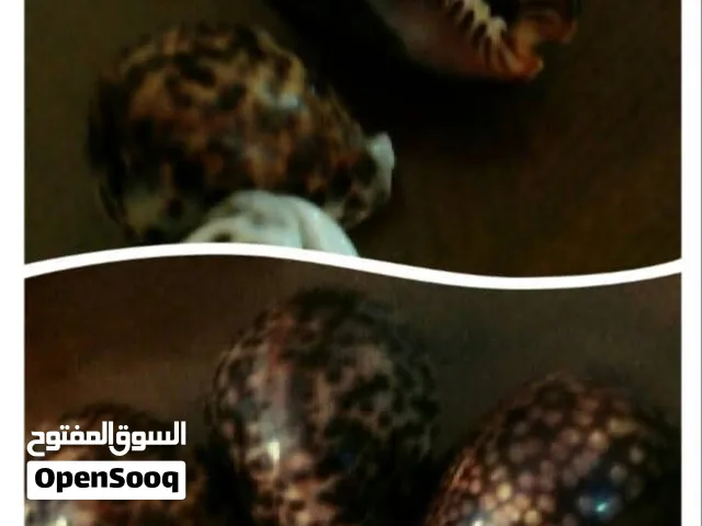 قواقع رخام جبلي ايطالي