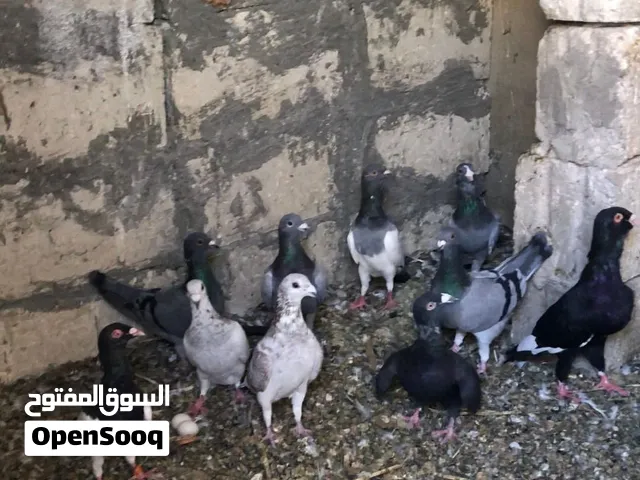 متاح كوم كامل على ليرتين نهايتهم