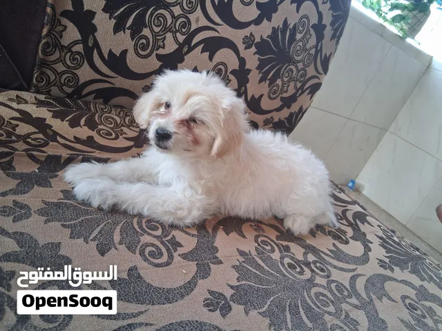 الزرقاء شارع السعاده