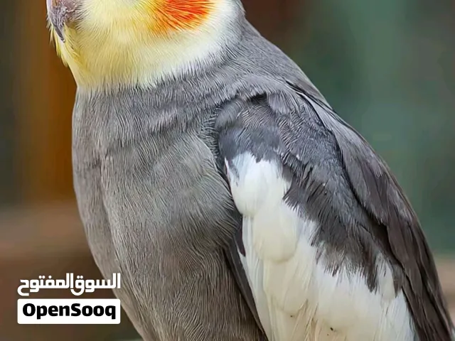 مطلوب كوكتيل اليف فحل عمر شهرين أو ثلاثة