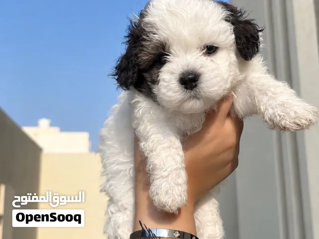 كلاب لللبيع للجادين فقط