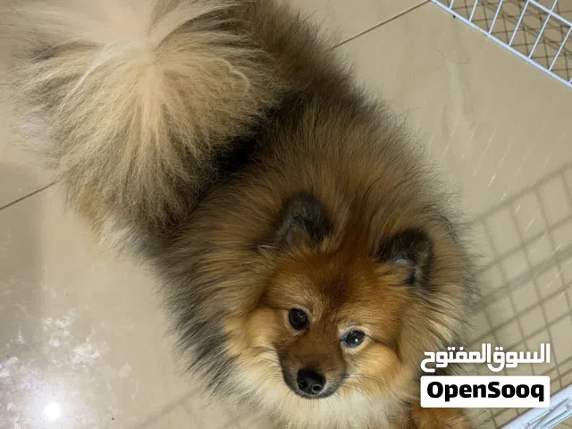 بوميرينيان للبيع
