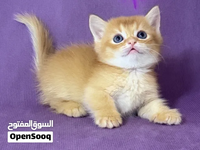 كتن منشكن القزم قولد جاهز للتسليم متاح تقسيط تابي