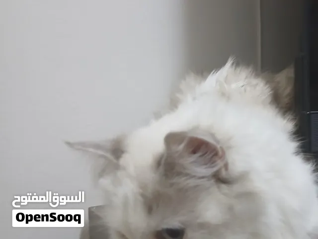 قطة هيمالايا لتبني