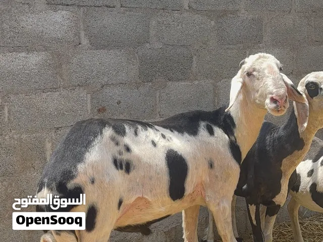 كبش نجدي للبيع