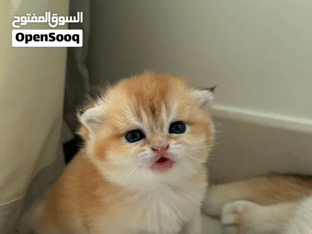 كيتينز بريتش و سكوتش اناث و ذكور