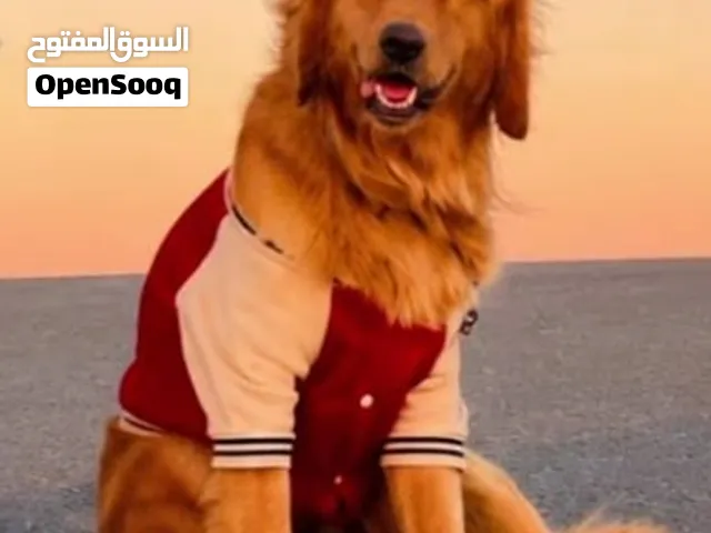 قولدن  إيطالي أصيل – جمال وأناقة وتميّز