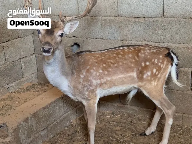 ذكر ايل اروبي فحل للبيع