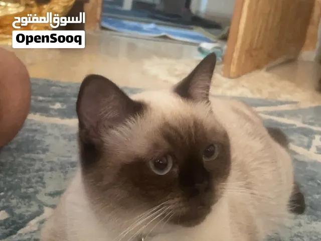 قطه سيامي للبيع ب 30 دينار القطه لعوبه و لطيفه جدا وحنونه