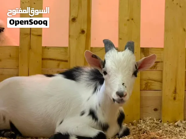 مجموعة حيوانات وزواحف للبيع