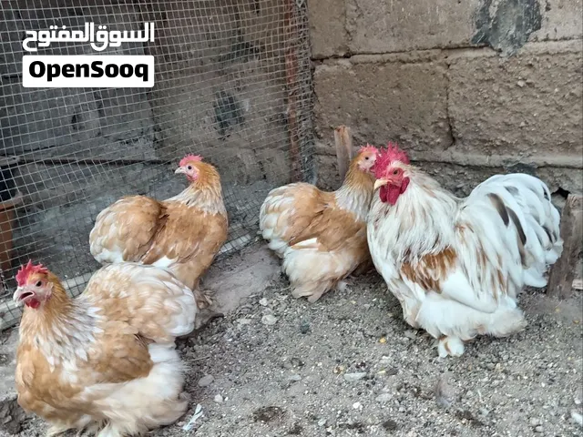 متاح تخم كوشن ليموني