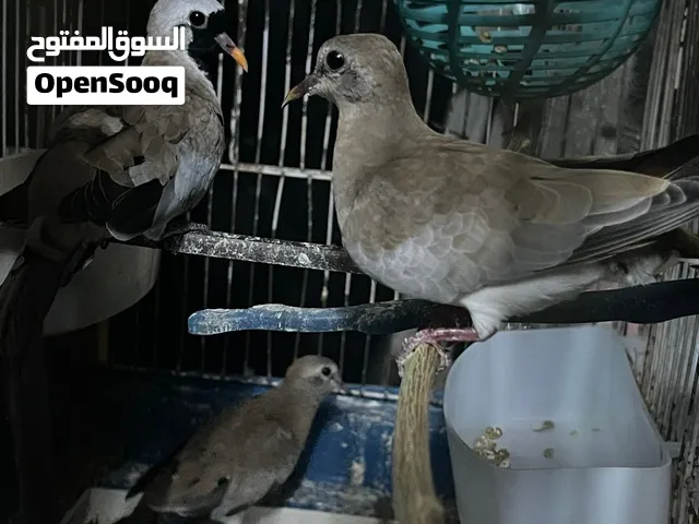 يمام ماسي(مقنع) جوز